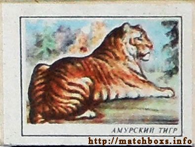Спичечная этикетка Амурский тигр